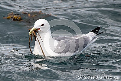 a swimming seagull with seaweed into their bill Stock Photo