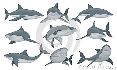 Swimming shark set, sea animal fish vector Illustration on a white background Vector Illustration