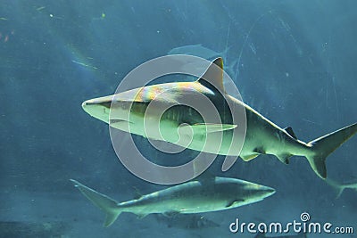 Swimming Sharks in Blue Aquarium Waters with Light Play Stock Photo