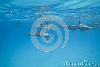 Swimming Spinner dolphins in the wild. Stock Photo