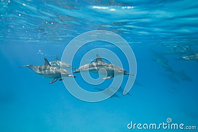 Swimming Spinner dolphins in the wild. Stock Photo