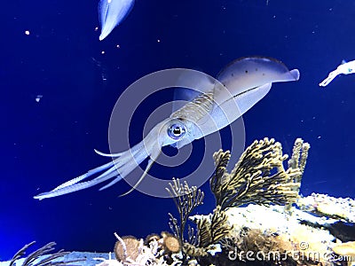 Swimming squid in the sea Stock Photo