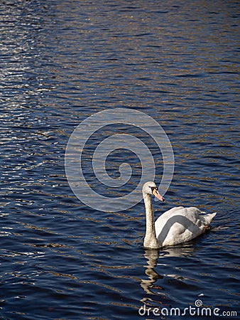 Swimming swan at Alster Lake at sunny day in Hamburg, Germany. Stock Photo