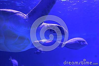 Swimming turtle in the aquarium in the neighborhood with reef fish Stock Photo