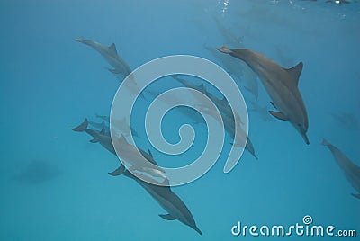 Swimming wild Spinner dolphins. Stock Photo