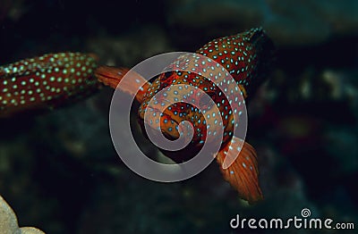 Swimming wrasse looking Stock Photo