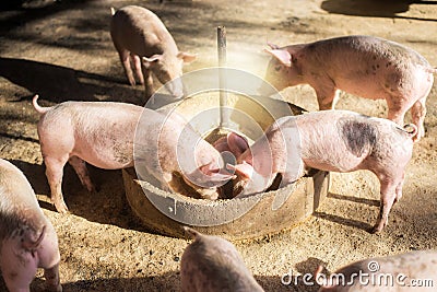 Swine at the farm. Meat industry. Pig farming to meet the growing demand for meat in thailand and international. Stock Photo