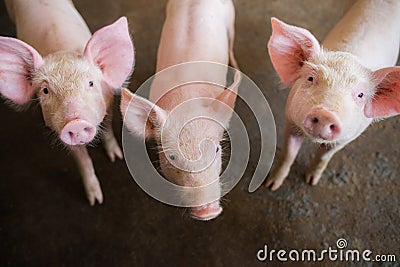 Swine at the farm. Meat industry. Pig farming to meet the growing demand for meat in thailand and international. Stock Photo