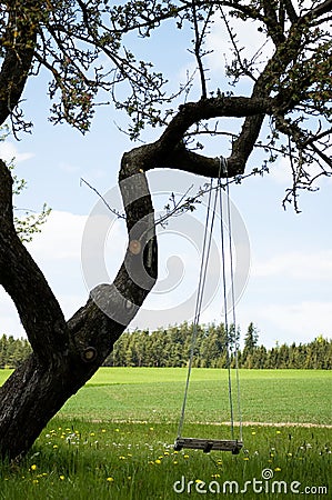 Swing on a gnarly Tree Stock Photo