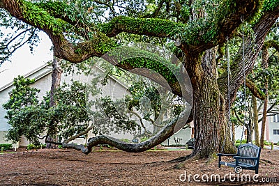 wooden bench swing on old oak tree in Harbour Town of Sea Pines Resort, Hilton Head Island, South Carolina. Stock Photo