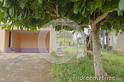 Swinger Uner Malabar-almond Tree Stock Photo