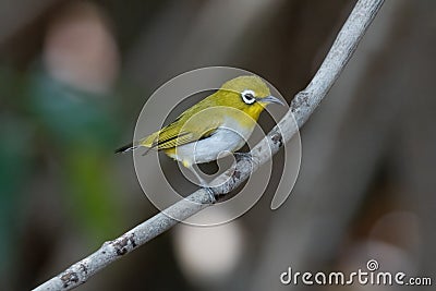 Swinhoe`s White-eye Stock Photo