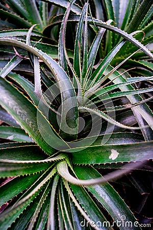 Swirling cactus leaves Stock Photo