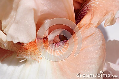 Swirling petals of a That`s Hot iris in bloom. Stock Photo