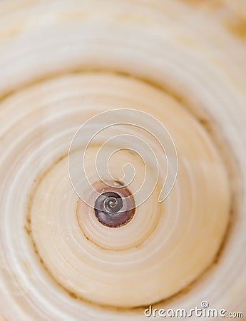 Swirling shell Stock Photo