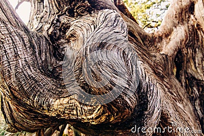 The swirling texture of the deformed trunk of a large old juniper tree Stock Photo