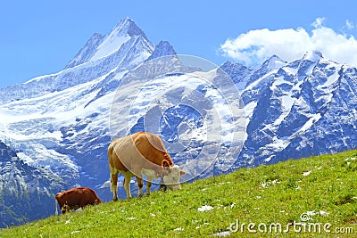 Swiss Cow on green grass in Alps, Grindelwald, Switzerland, Europe Stock Photo