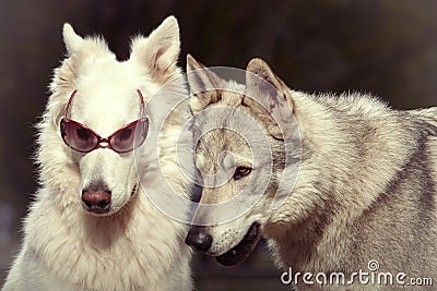 Swiss shepheard with sunglasses adored by wolfdog male in park Stock Photo