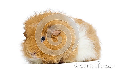 Swiss Teddy Guinea Pig, isolated Stock Photo