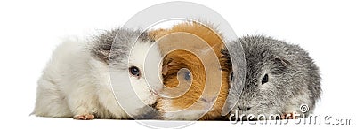 Swiss Teddy Guinea Pigs in a row, isolated Stock Photo