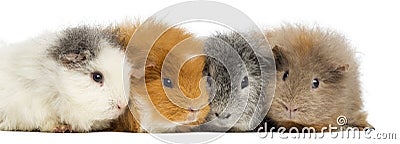 Swiss Teddy Guinea Pigs in a row, isolated Stock Photo