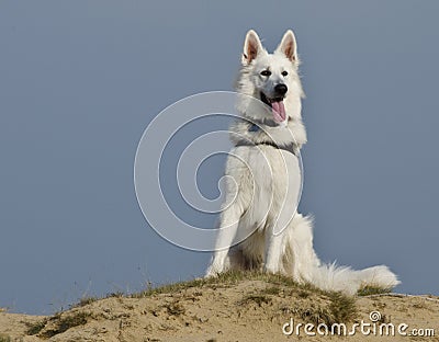 Swiss White Shepard in the dunes Stock Photo