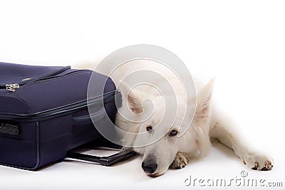 Swiss white shepherd Stock Photo