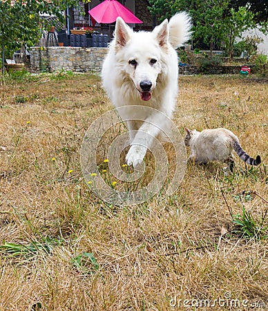 Swiss white shepherd and cat Stock Photo
