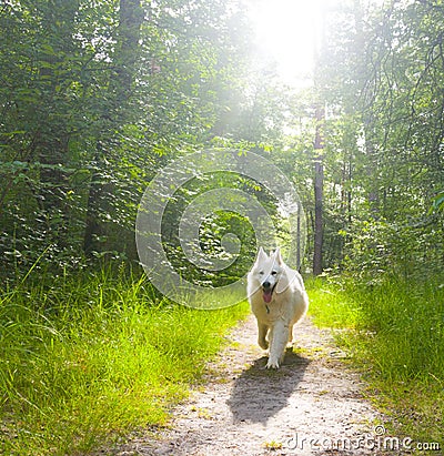 Swiss white shepherd running in sunny forest Stock Photo