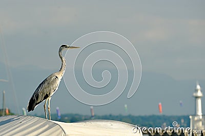 Switzerland Geneva, A heron monitors fishing boats Stock Photo