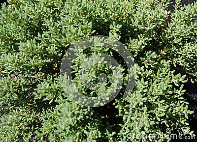 Switzerland: Majoran plant in a herbals garden in ZÃ¼rich Stock Photo