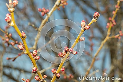 Swollen buds on tree branches in the garden in spring Stock Photo