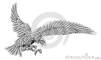 Swooping eagle Vector Illustration