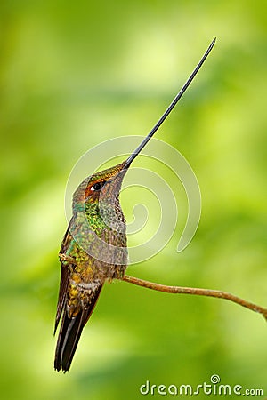 Sword-billed hummingbird, Ensifera ensifera, bird with unbelievable longest bill, nature forest habitat, Ecuador. Long beak longer Stock Photo