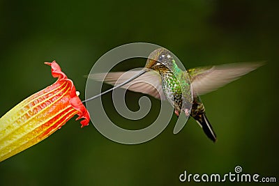 Sword-billed hummingbird, Ensifera ensifera, fling next to beautiful orange flover, bird with longest bill, in the nature forest h Stock Photo