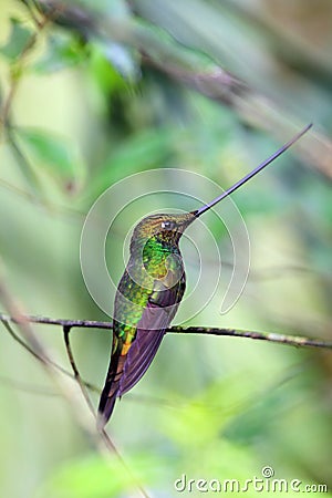 Sword-Billed Hummingbird Stock Photo