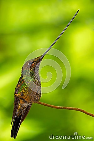 Sword-billed hummingbird, Ensifera ensifera, it is noted as the only species of bird to have a bill longer than the rest of its bo Stock Photo