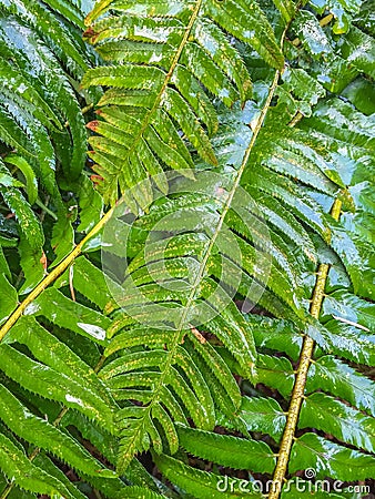 Sword fern, Polystichum munitum, foliage wet from rain, British Columbia. Stock Photo