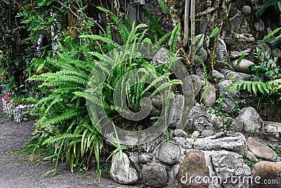 Sword fern, used as decoration and has medicinal properties Stock Photo
