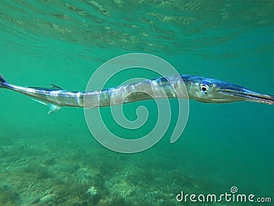 Swordfish Stock Photo