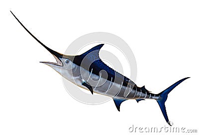 Swordfish- Blue Marlin Stock Photo