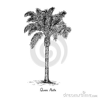 Syagrus romanzoffiana, the queen or cocos palm tree silhouette, hand drawn gravure style, vector sketch illustration Vector Illustration