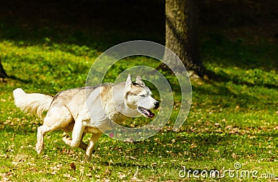 Syberian Husky running on grass Stock Photo