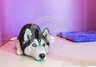 syberien husky in room Stock Photo