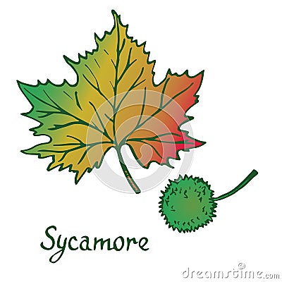 Sycamore american sycamore tree, platanus occidentalis Leaf and seed Vector Illustration