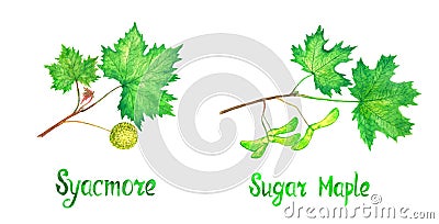 Sycamore american sycamore tree, platanus occidentalis Sugar maple branch with green leaves and fruit, seeds, hand painted Cartoon Illustration