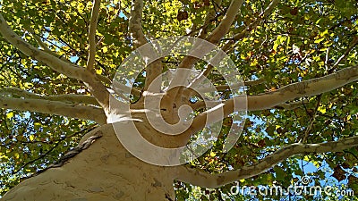 Sycamore bare trunk with branches and green foliage Stock Photo