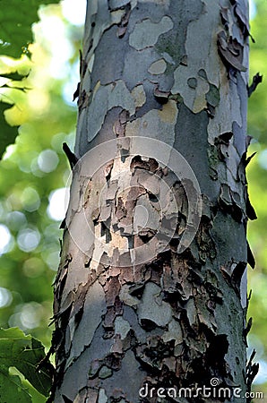 Sycamore Bark 51976 Stock Photo