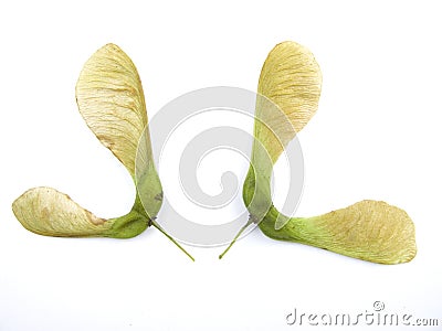 Sycamore seeds Stock Photo