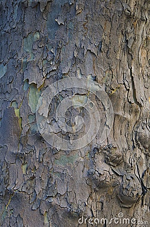 Sycamore. Textures and background. Stock Photo